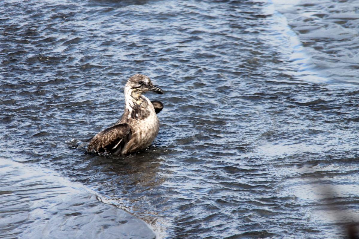 Southern Black-backed Gull (Larus dominicanus), Seal Colony Road, Cape Foulwind, West Coast, New Zealand, 2014-03-11 Southern Black-backed Gull (Larus dominicanus)